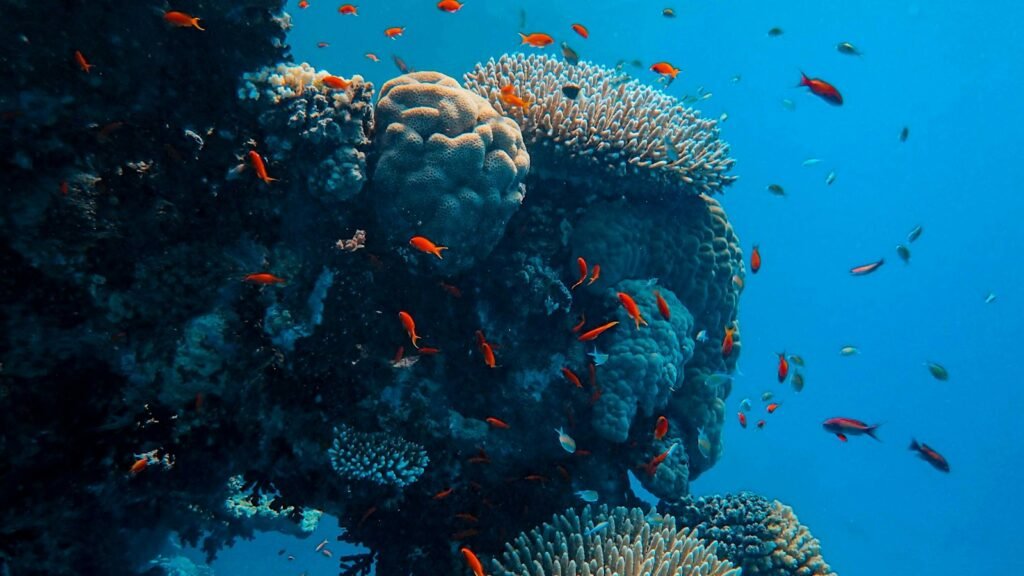 Petits poissons orange nageant autour d'un récif corallien coloré