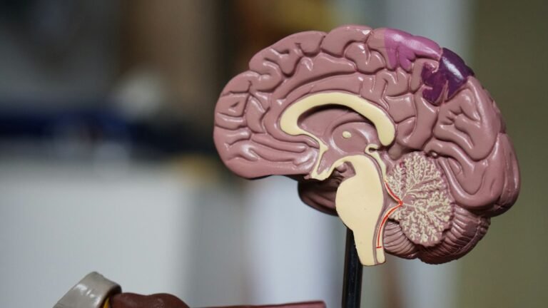 Modèle anatomique de cerveau humain en gros plan