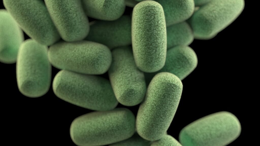 Image 3D de bactéries Clostridium perfringens, présentes dans l'intestin