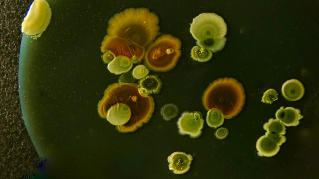 Colonies bactériennes colorées en culture sur fond sombre
