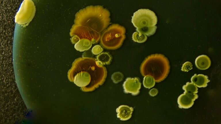 Colonies bactériennes colorées en culture sur fond sombre