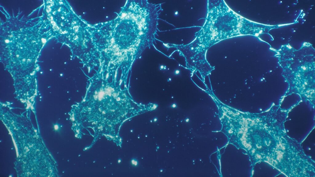 Cellules fluorescentes bleues observées au microscope sur fond sombre